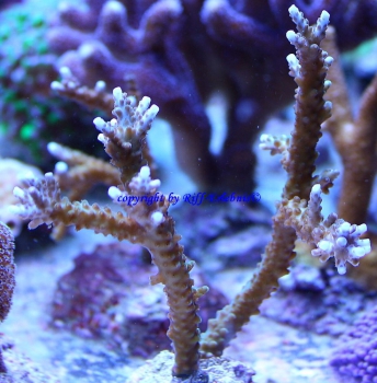 Acropora blaue Spitzen 5cm Ableger ohne Stein