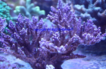 Acropora lila 5cm Ableger ohne Stein